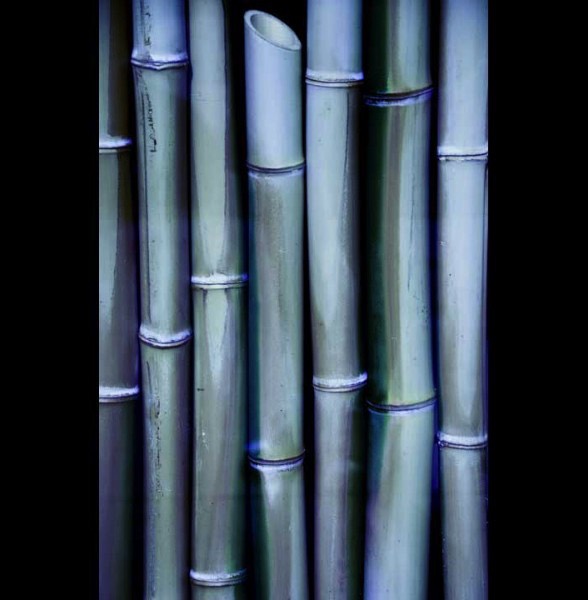 Blue Bamboo