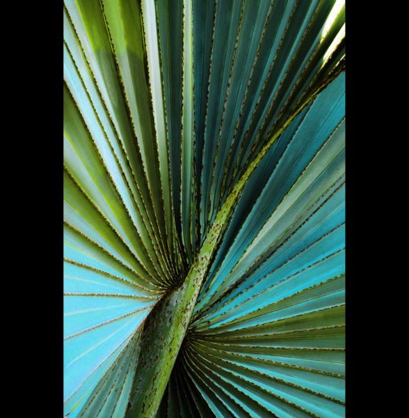 Blue Green Palmetto