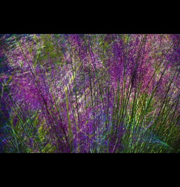 Muhly Grass