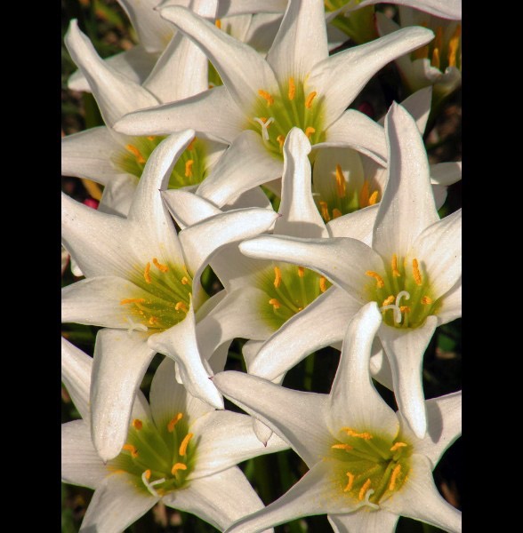 Atamasco Lilies