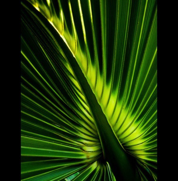 Sunlight Palmetto