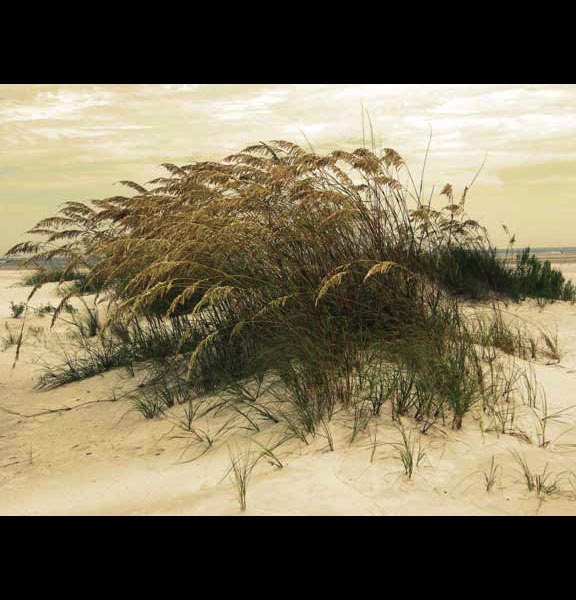 Sea Oats