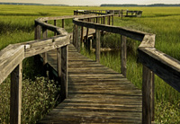 Boardwalk into the marsh