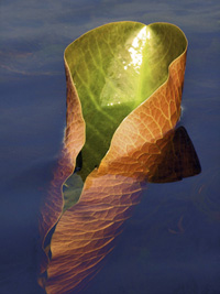 Folded water lily leaf