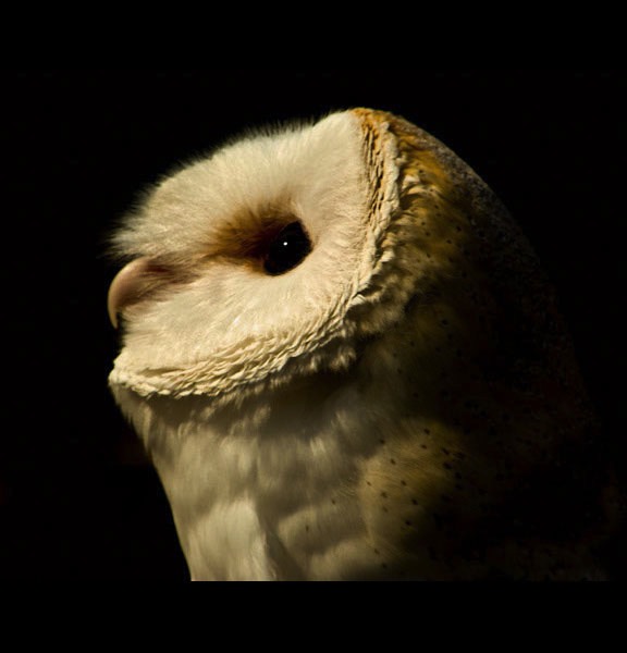 Barn Owl