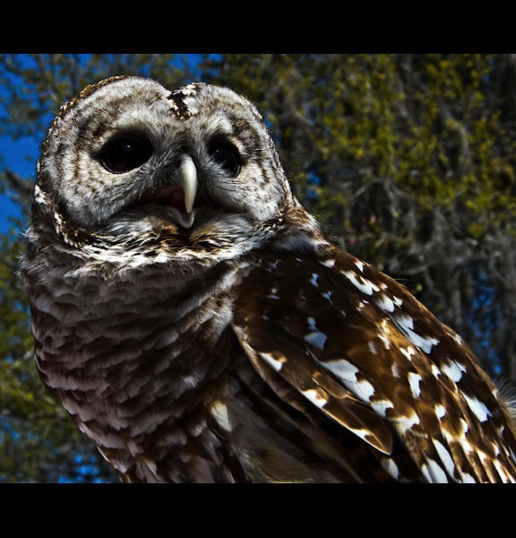 Barred Owl