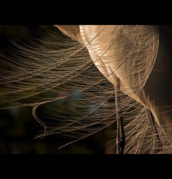 Egret Elegance