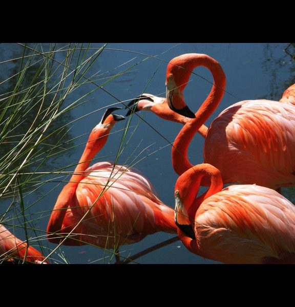 Flamingo Flirt