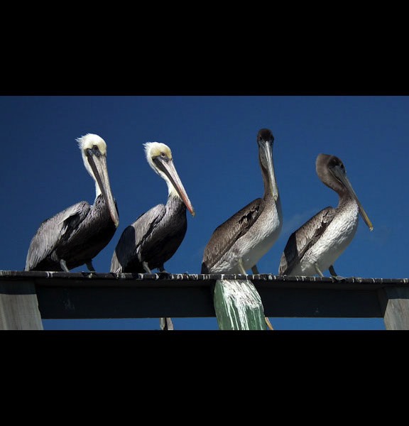 Four Pelicans