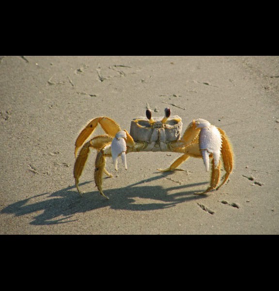 Ghost Crab