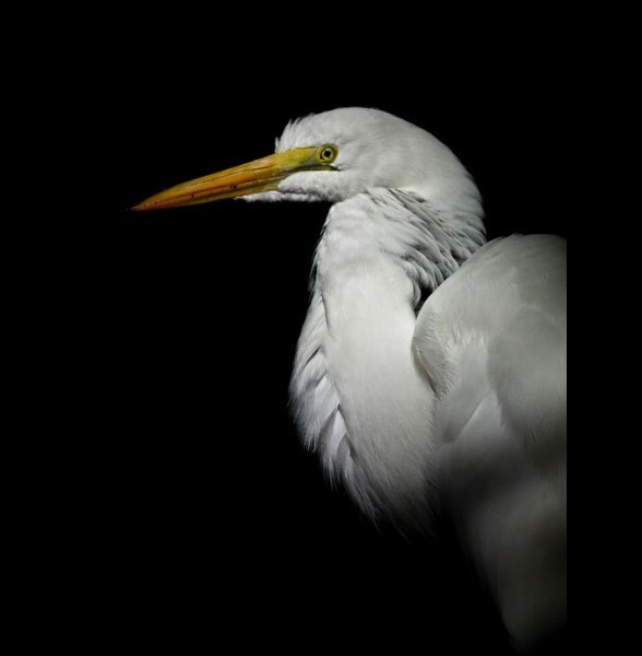 Great White Egret