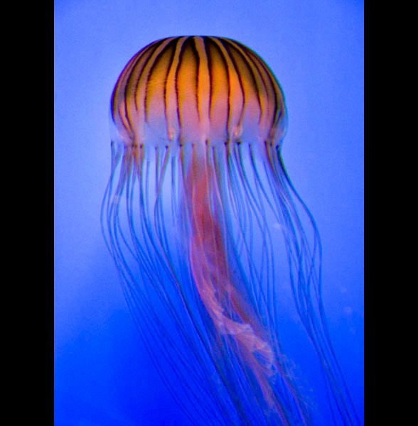 Jellyfish