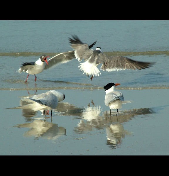 Shore Squabble