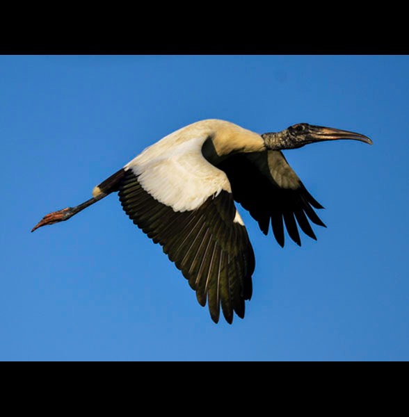 Woodstork